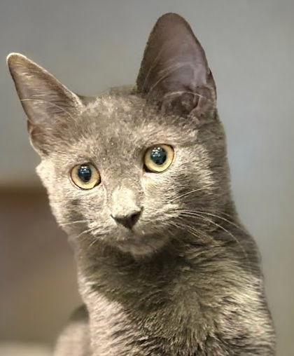 Enlarge Totoro, a Adoptable mixed breed in Washington, DC image 1/1