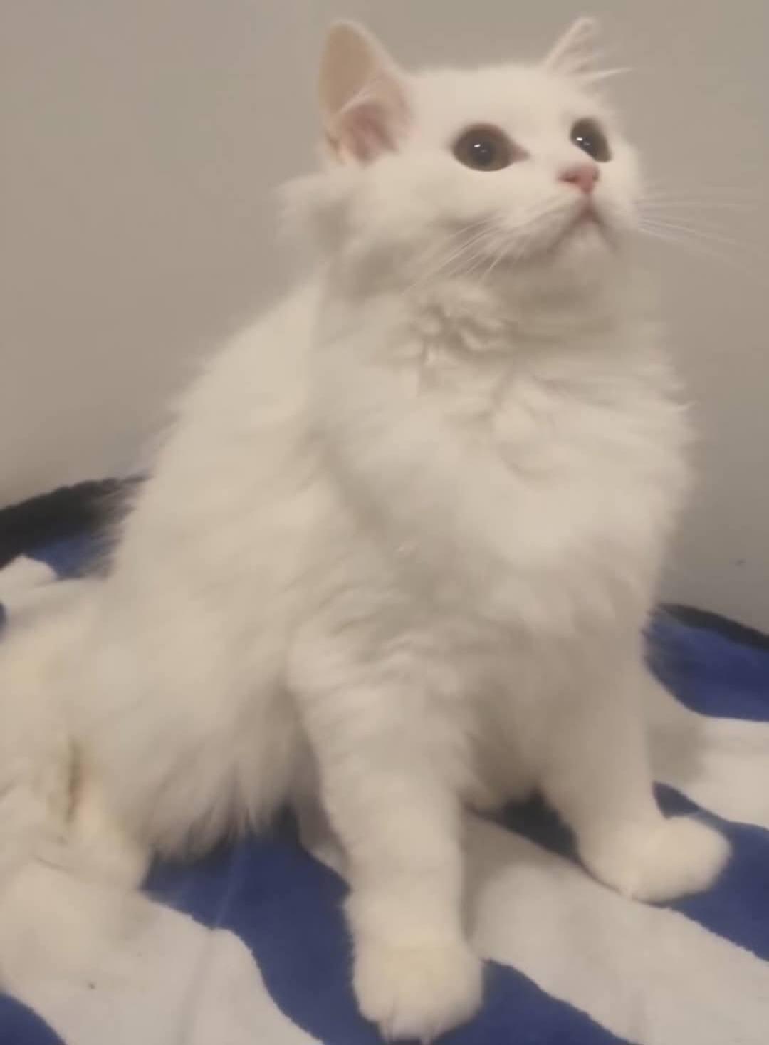 Milly, Adopted, Young Female Turkish Angora.