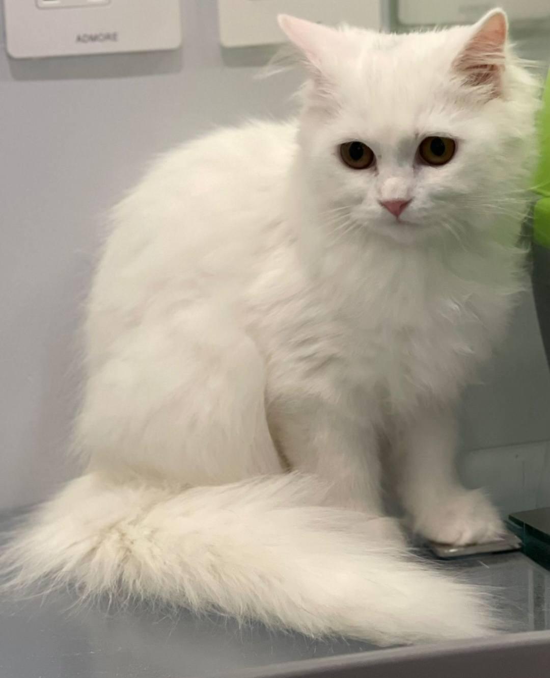 Enlarge Milly, a Adopted Turkish Angora in Snow Hill, MD image 2/2