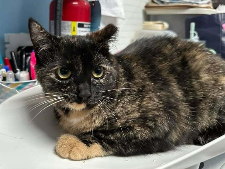 Enlarge Eimear, a Adoptable mixed breed in Woodbridge, VA image 1/1