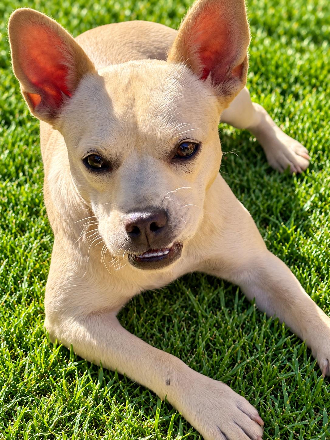 Enlarge Taffy, a Adoptable mixed breed in Georgetown , CA image 1/1