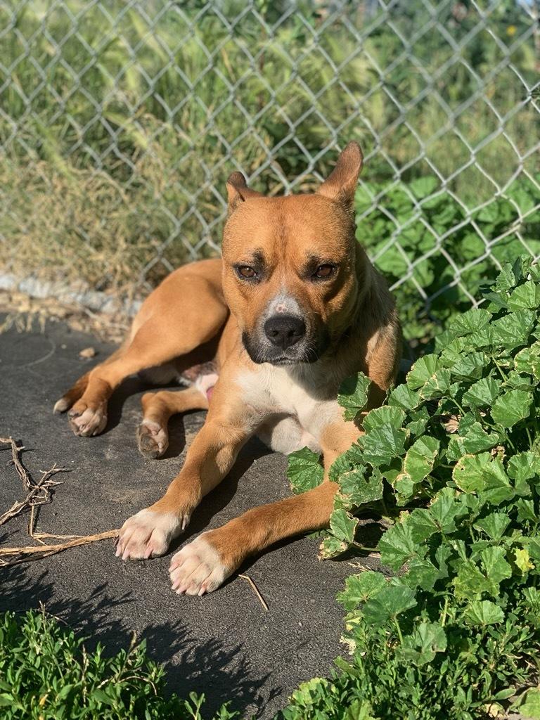 Marley, Adult Male American Bully