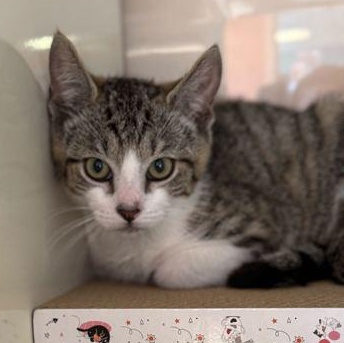 SMOOCH, adopted, Kitten Male Domestic Short Hair.