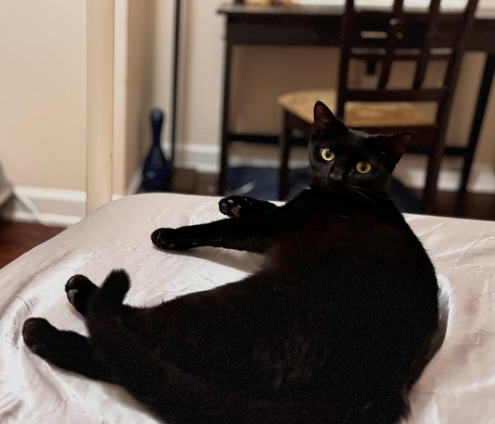 Enlarge Loisa, a Adoptable Domestic Short Hair in Cary, NC image 1/1