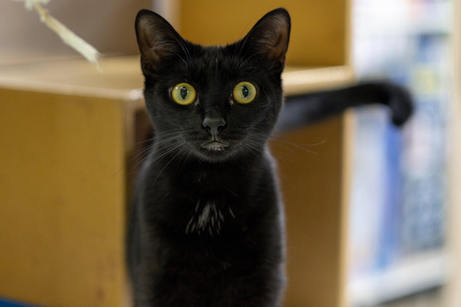 Enlarge Loisa, a Adoptable Domestic Short Hair in Cary, NC image 2/3