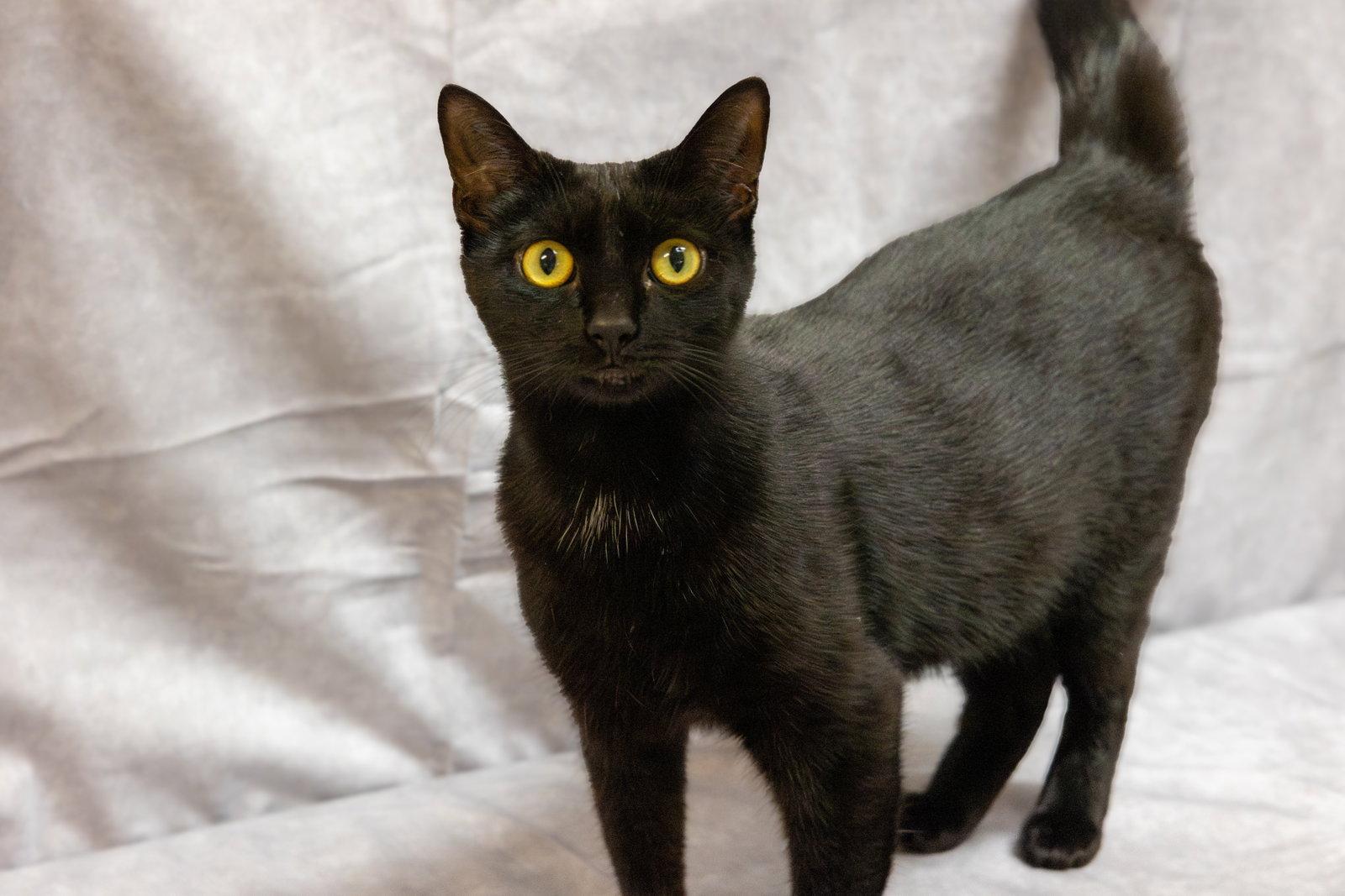 Enlarge Loisa, a Adoptable Domestic Short Hair in Cary, NC image 3/3