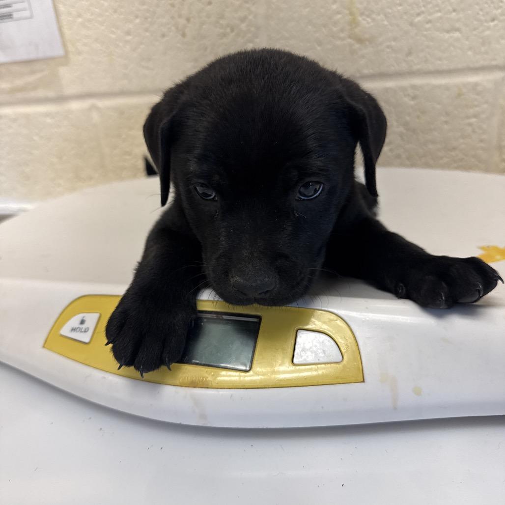 Enlarge Waffles, a Adopted mixed breed in merrillville, IN image 1/2