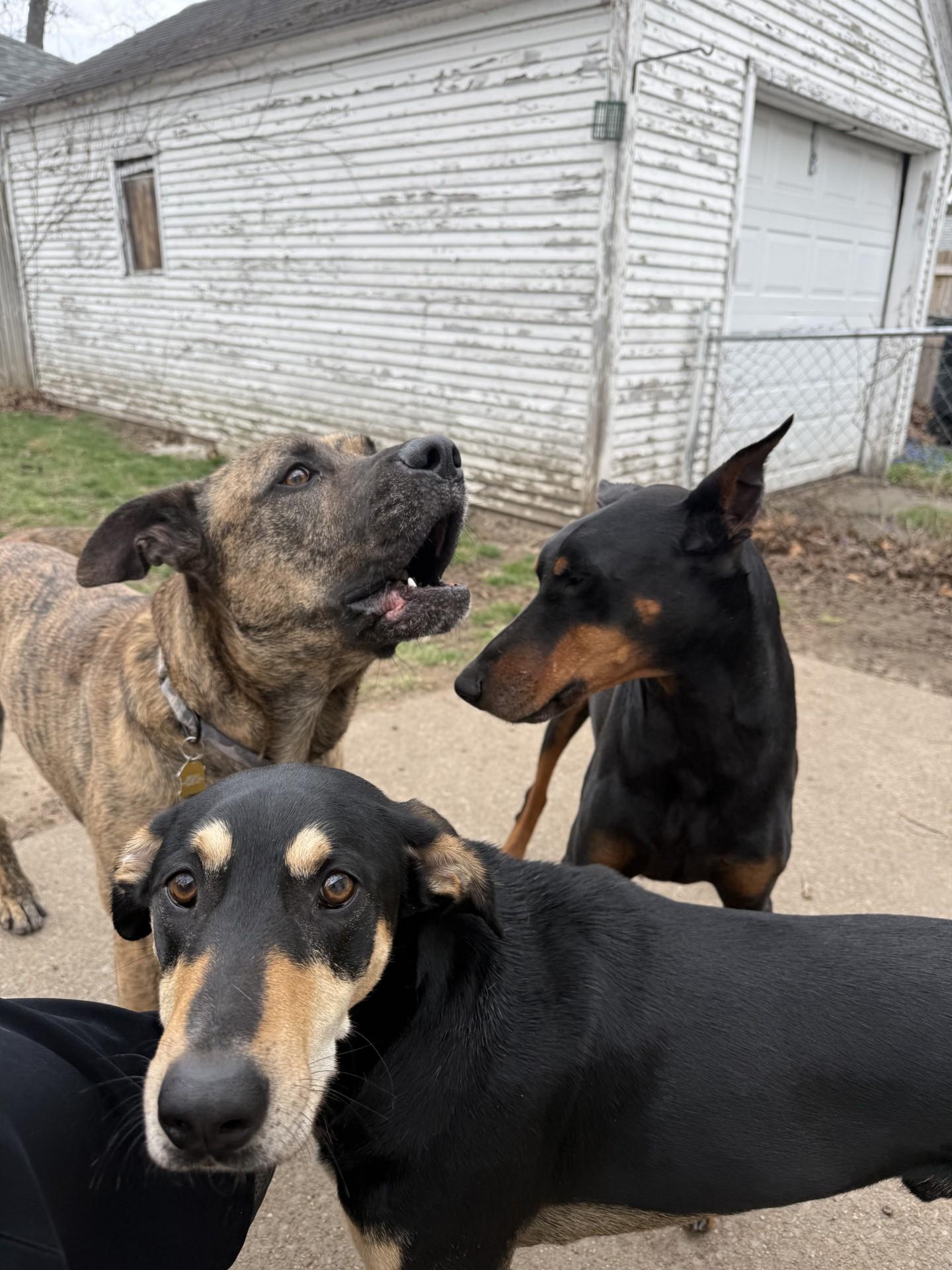 Enlarge Moose, an adoptable mixed breed in Mishawaka, IN image 2/6