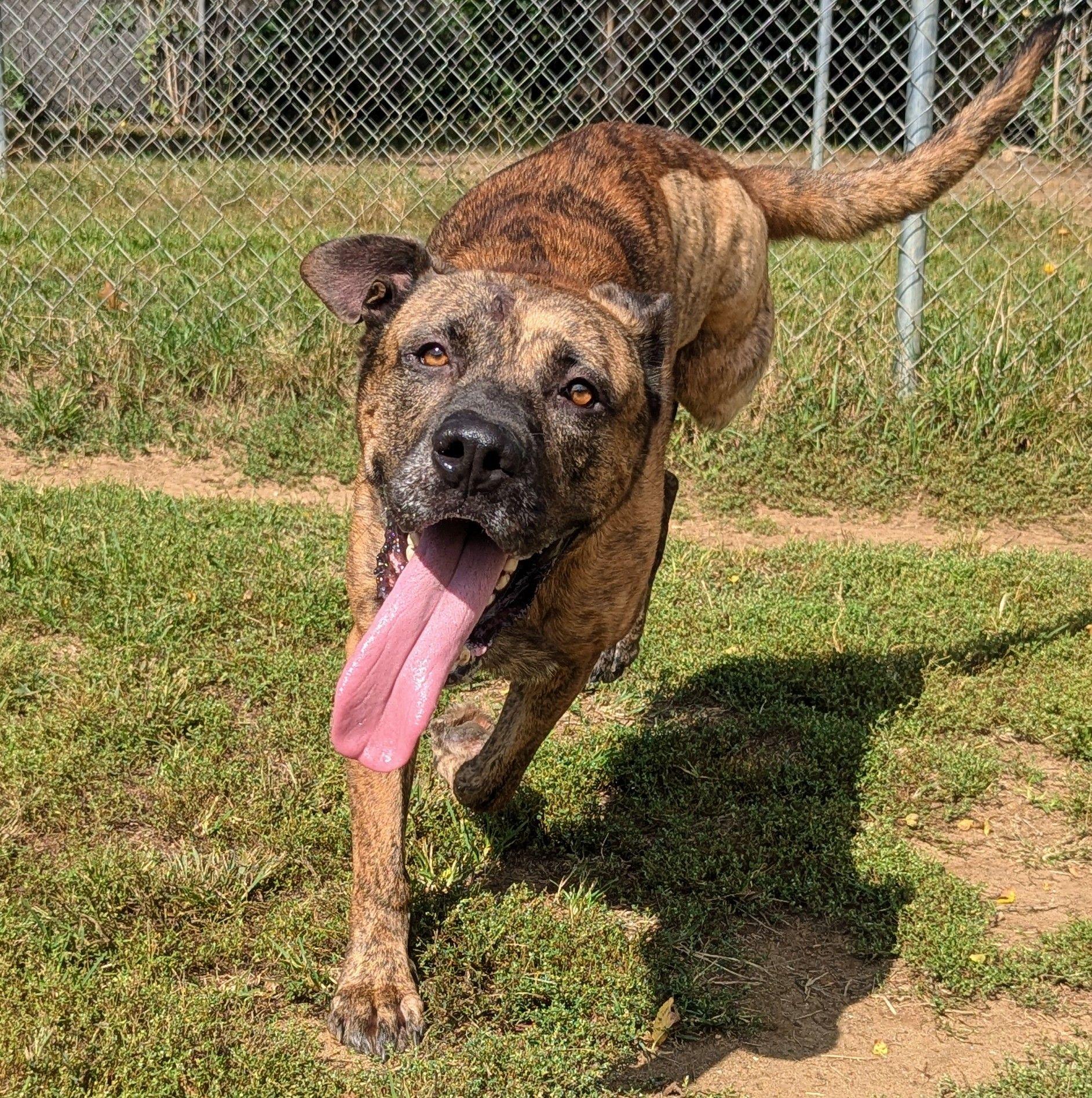 George, a Adoptable mixed breed in Mishawaka, IN image 1/5