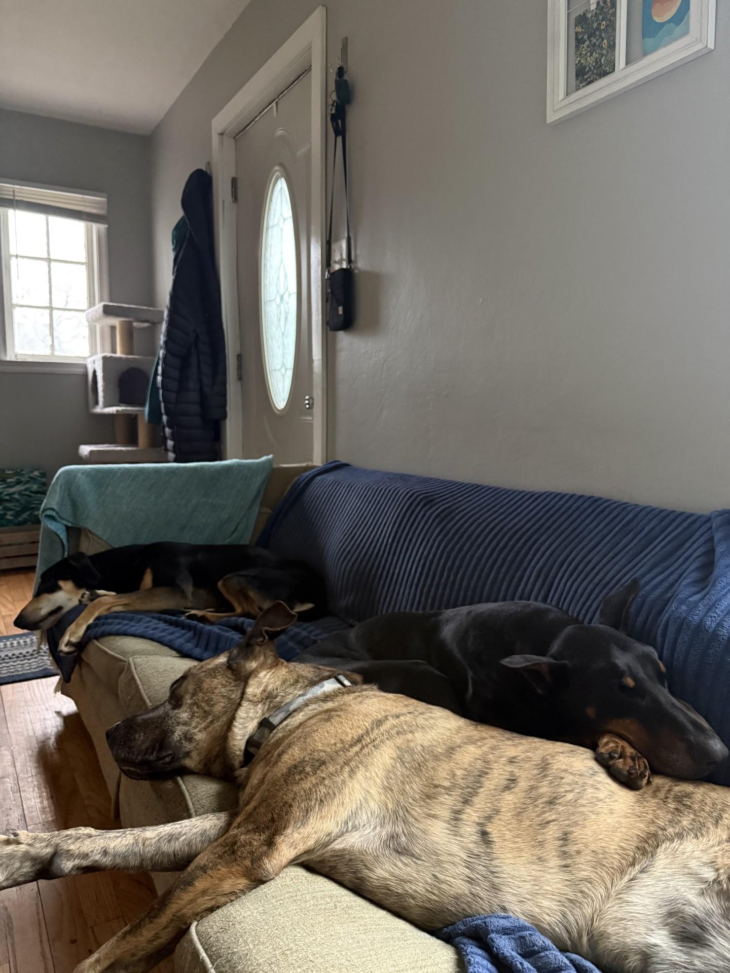 Enlarge Moose, an adoptable mixed breed in Mishawaka, IN image 6/6