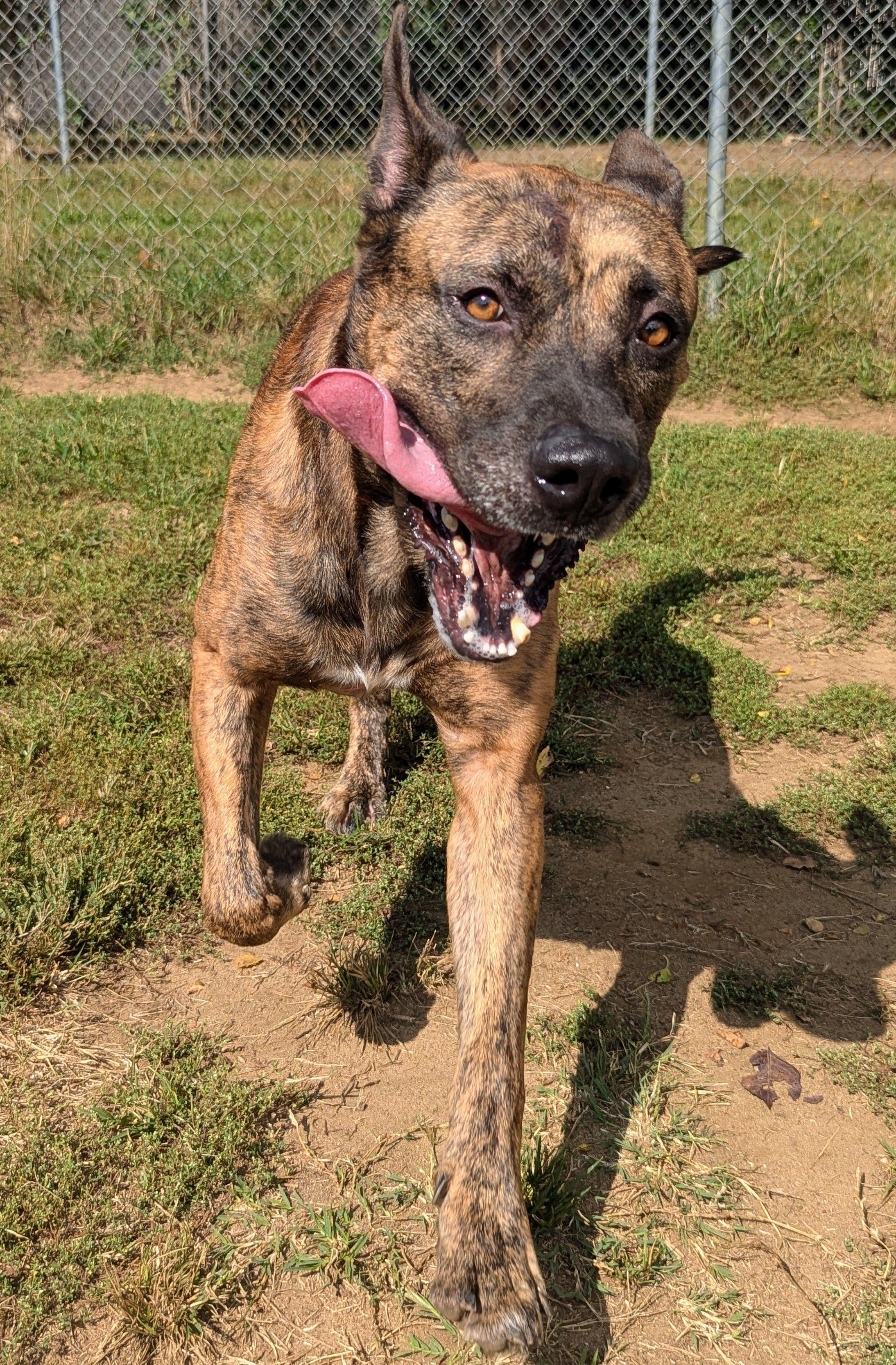 George, a Adoptable mixed breed in Mishawaka, IN image 5/5