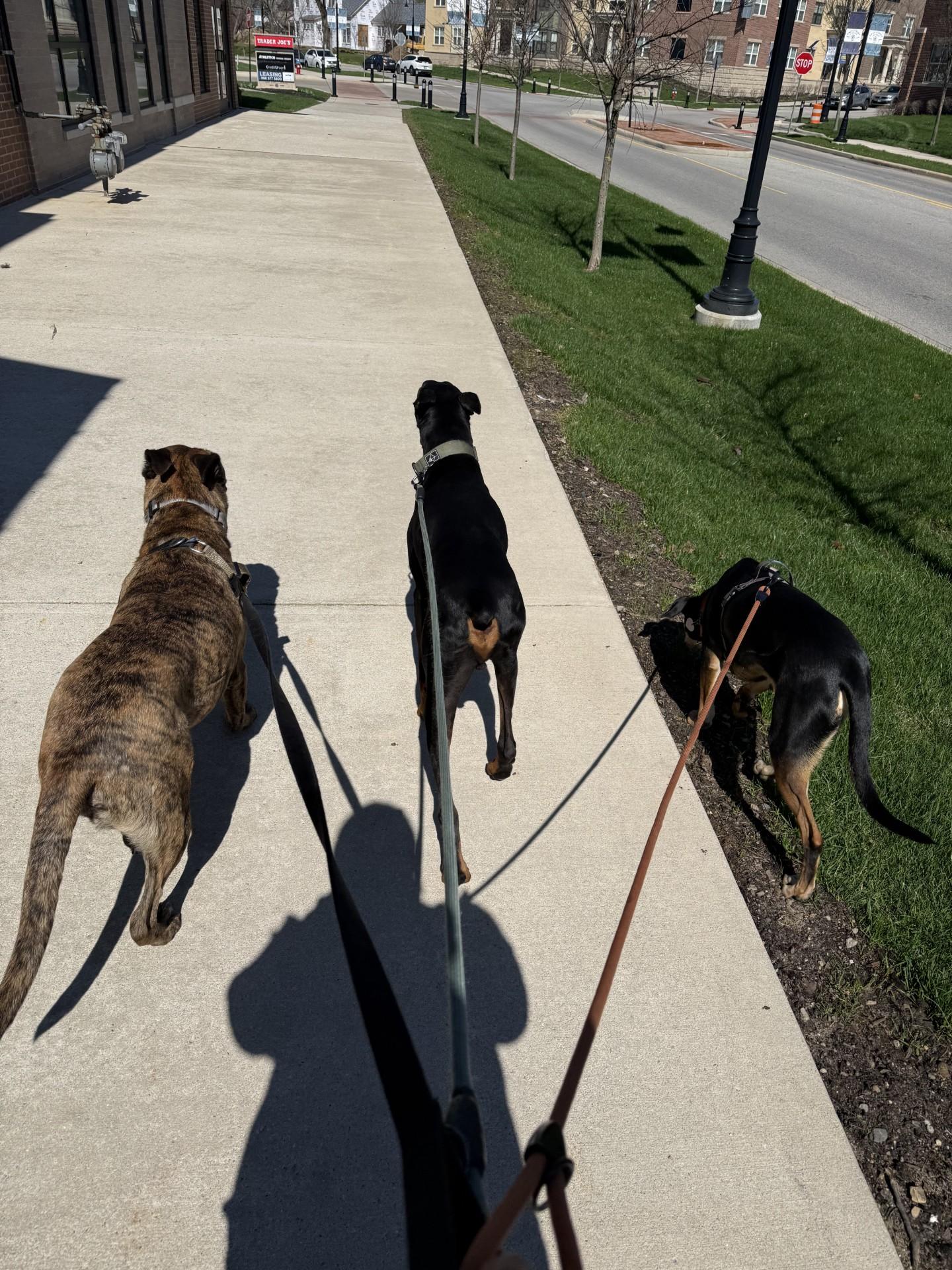 Enlarge Moose, an adoptable mixed breed in Mishawaka, IN image 4/6