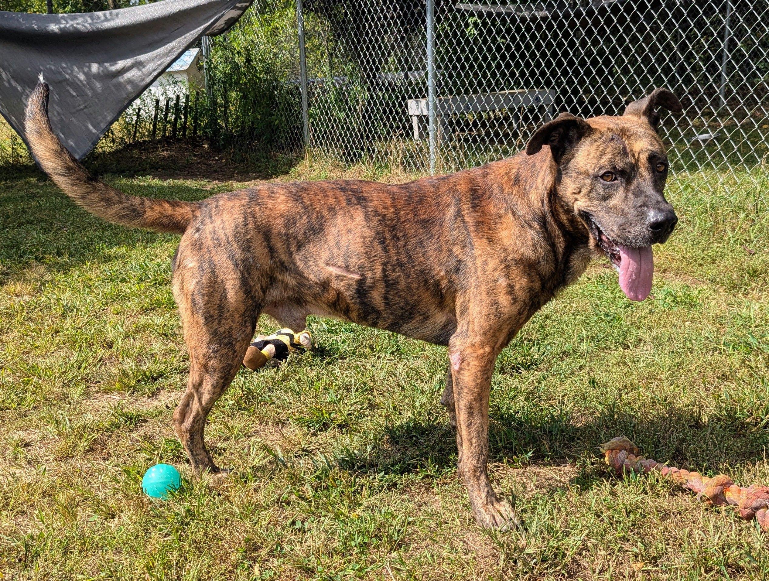 George, a Adoptable mixed breed in Mishawaka, IN image 3/5