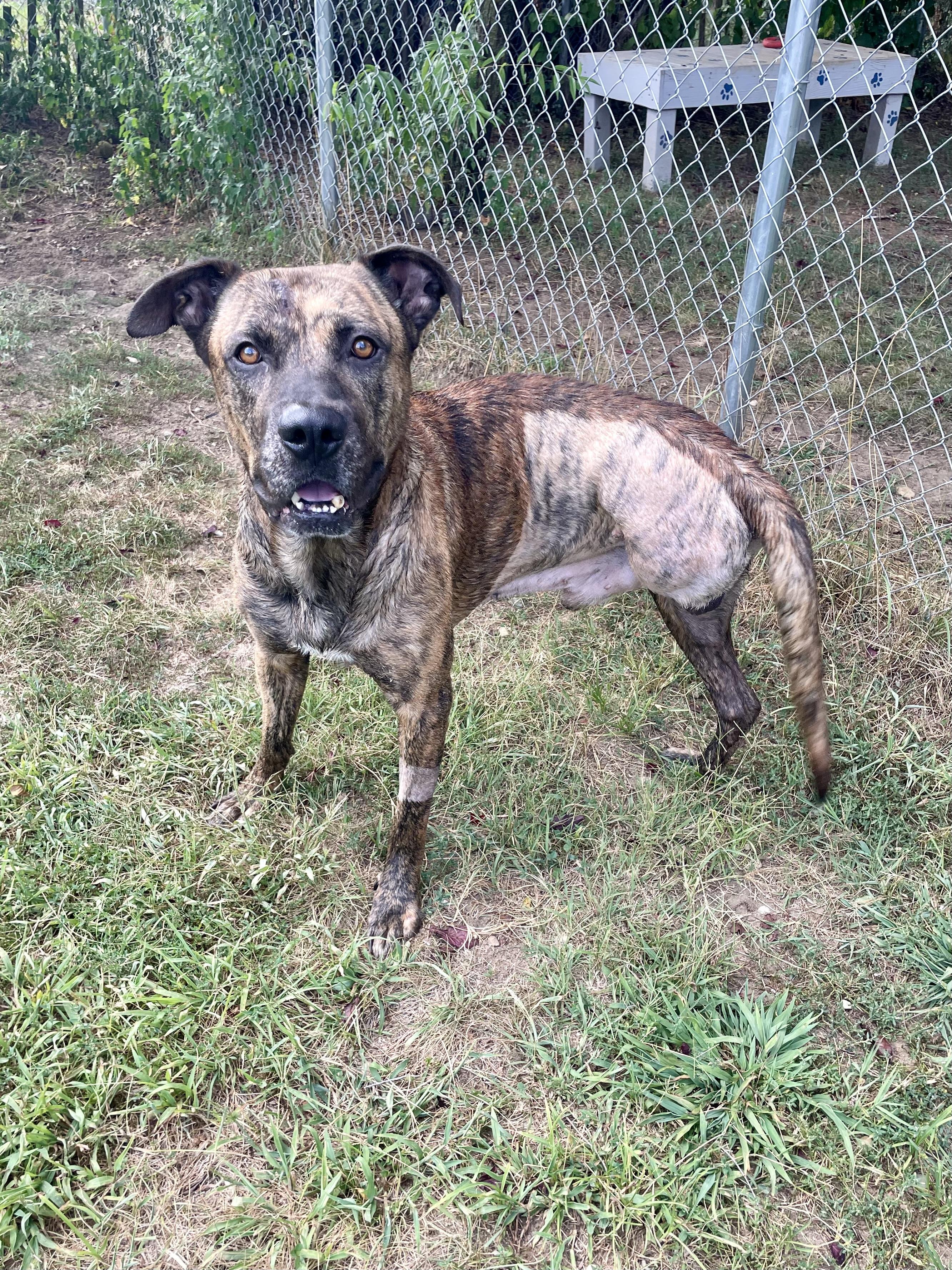 George, Adoptable, Adult Male Mixed Breed.