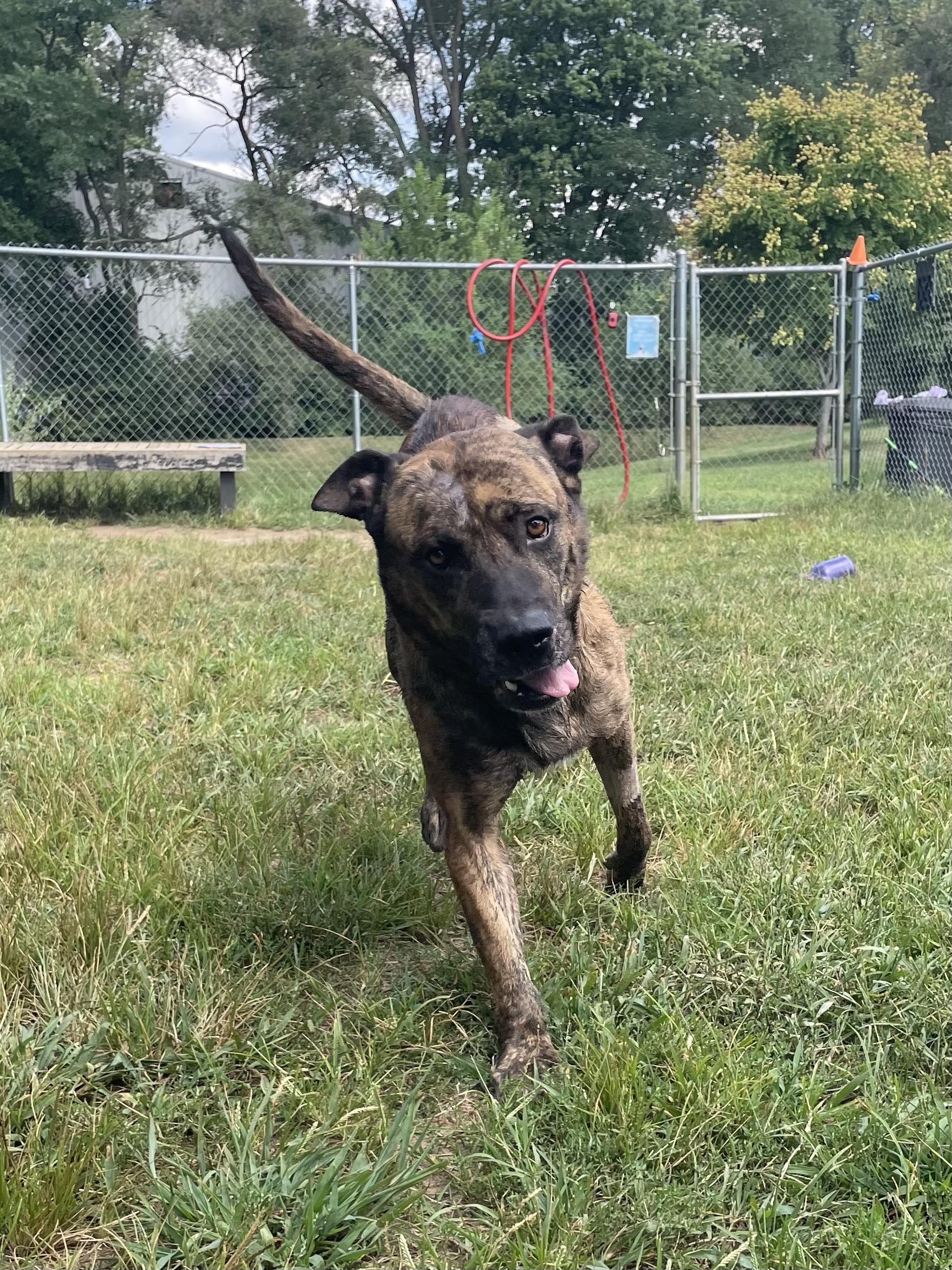 George, a Adoptable mixed breed in Mishawaka, IN image 4/5