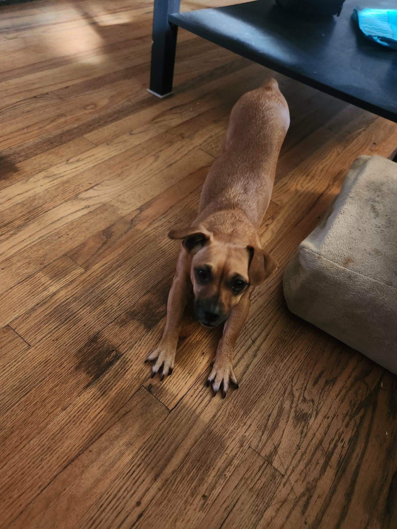 Enlarge Libby, a Adoptable mixed breed in Portland, OR image 2/6