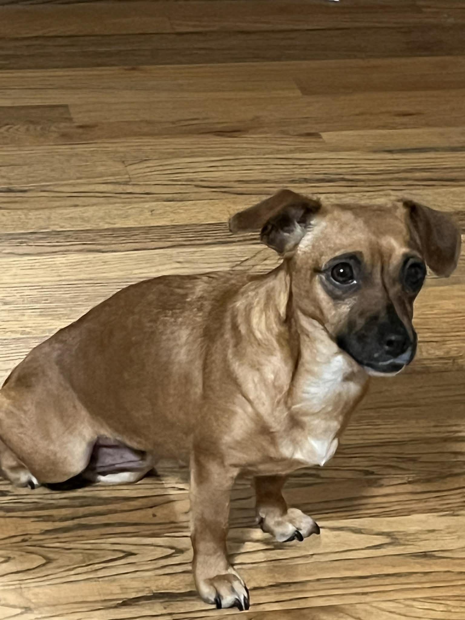 Enlarge Libby, a Adoptable mixed breed in Portland, OR image 3/6