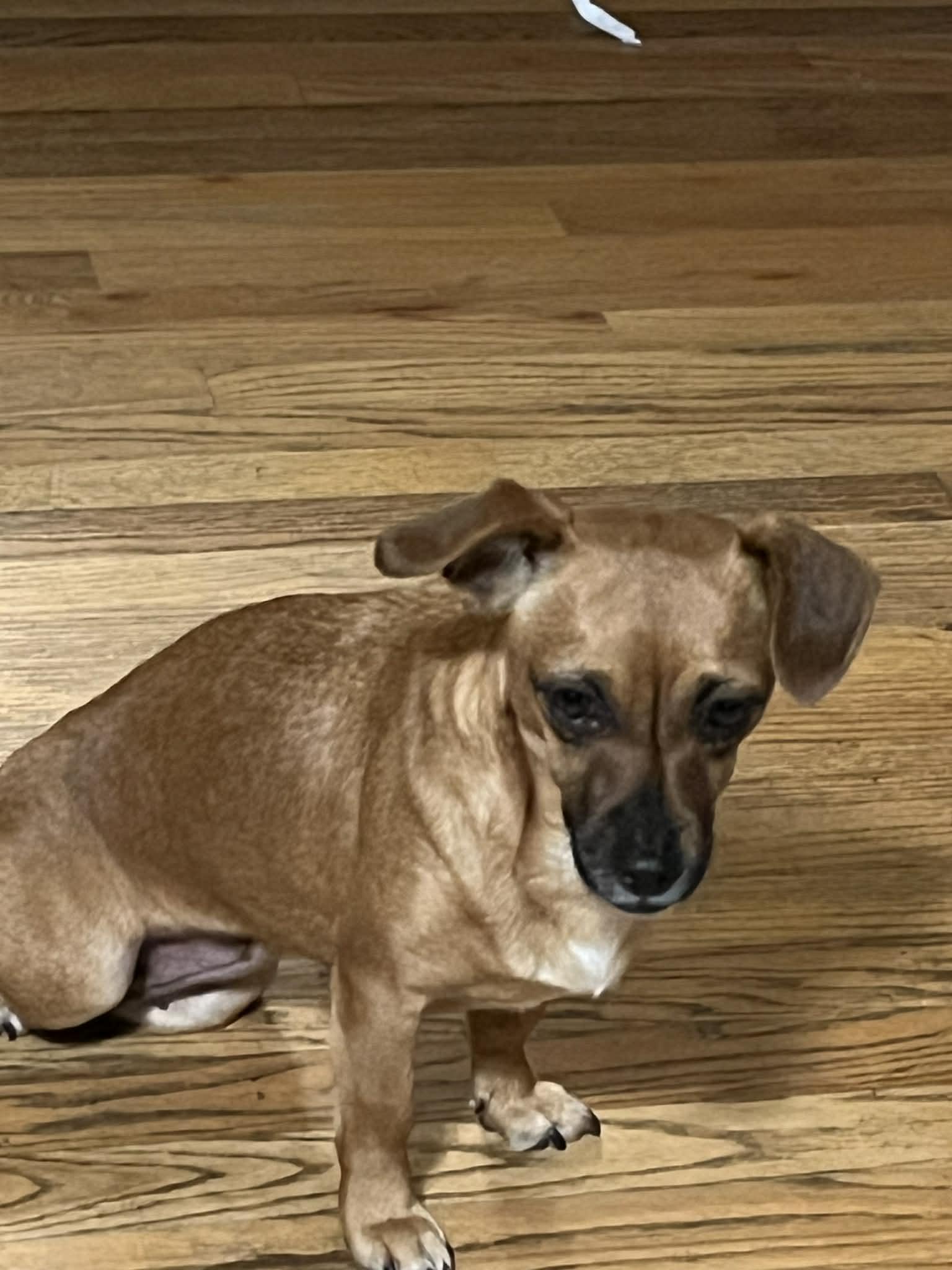 Enlarge Libby, a Adoptable mixed breed in Portland, OR image 6/6