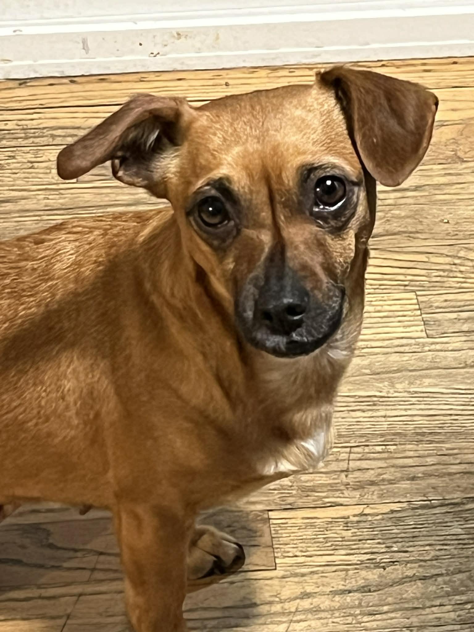 Enlarge Libby, a Adoptable mixed breed in Portland, OR image 1/6