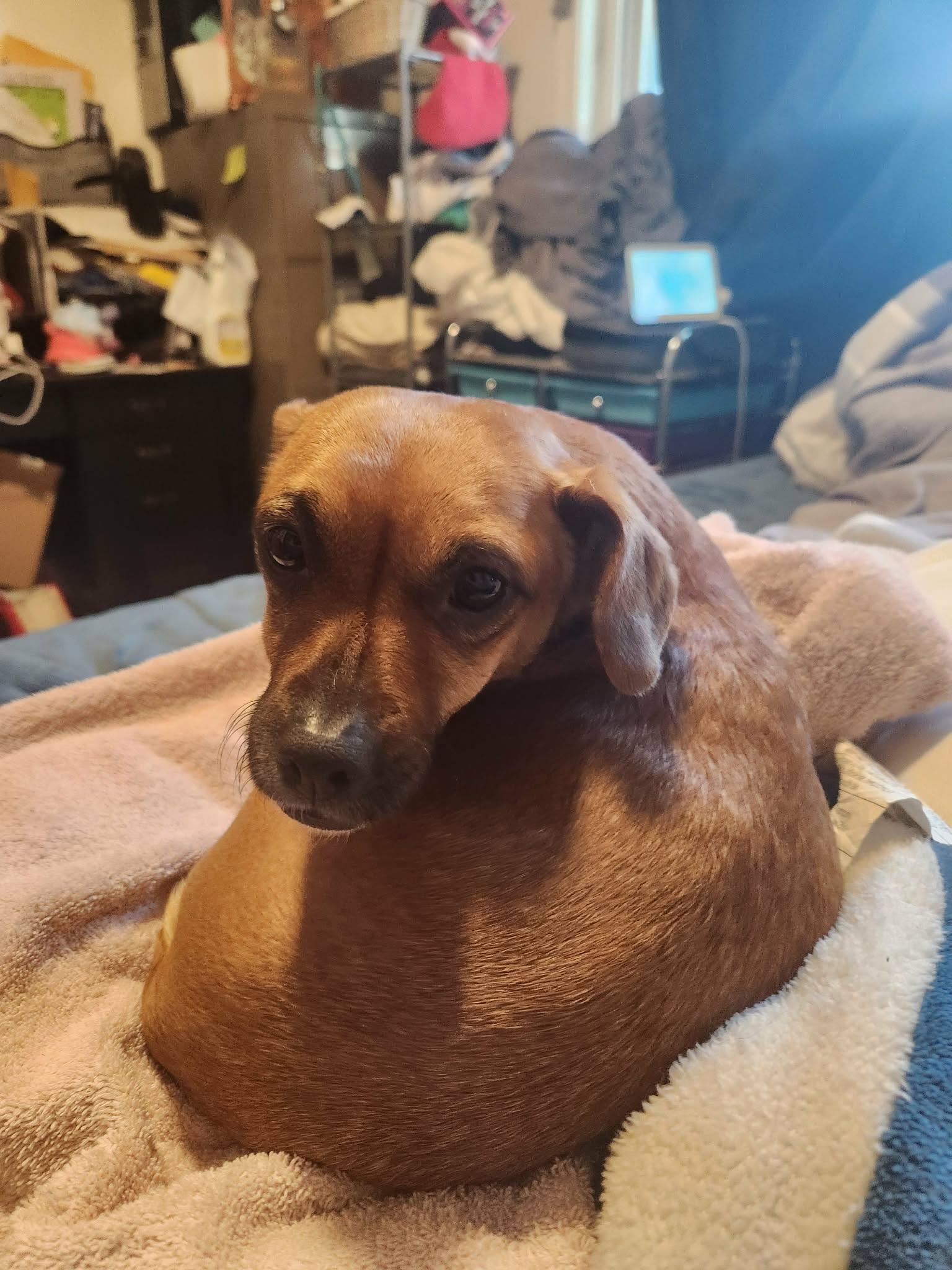 Enlarge Libby, a Adoptable mixed breed in Portland, OR image 5/6