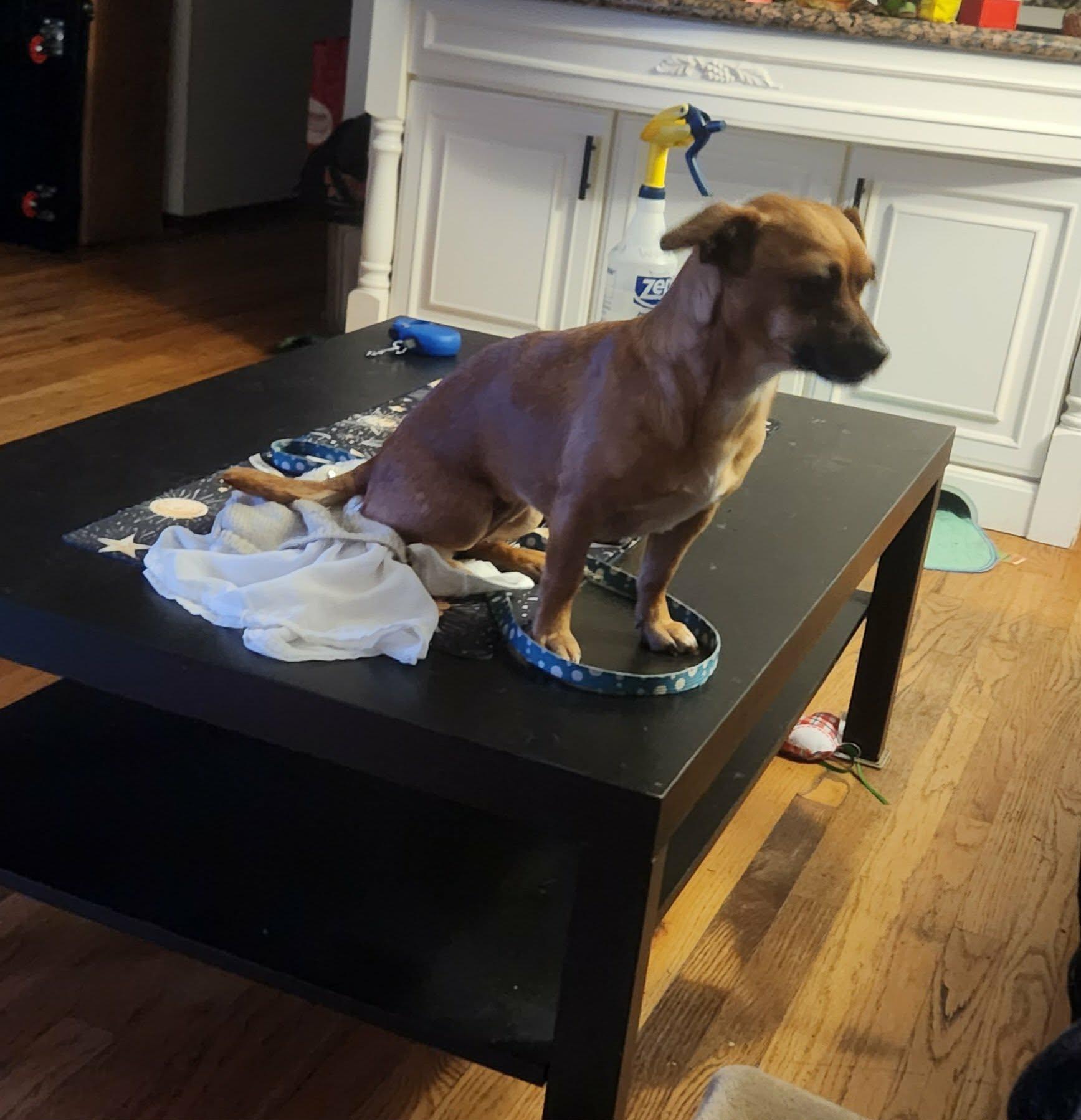 Enlarge Libby, a Adoptable mixed breed in Portland, OR image 4/6