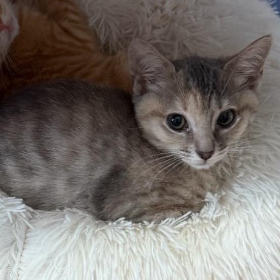 Enlarge Elina, a Adoptable Domestic Short Hair in Wappingers Falls, NY image 1/1