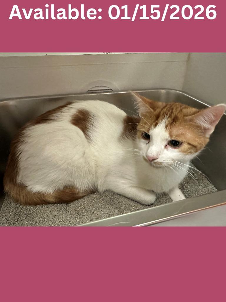 Cat Condo #6 Becky, Adoptable, Young Female Domestic Short Hair.