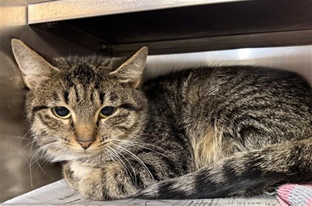 TIANA, Adoptable, Young Female Domestic Short Hair.