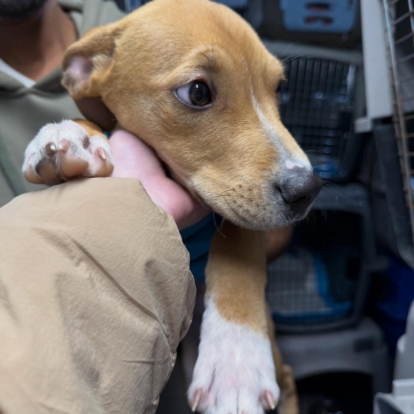 Mocha, ADOPTABLE, Young Female Mixed Breed.