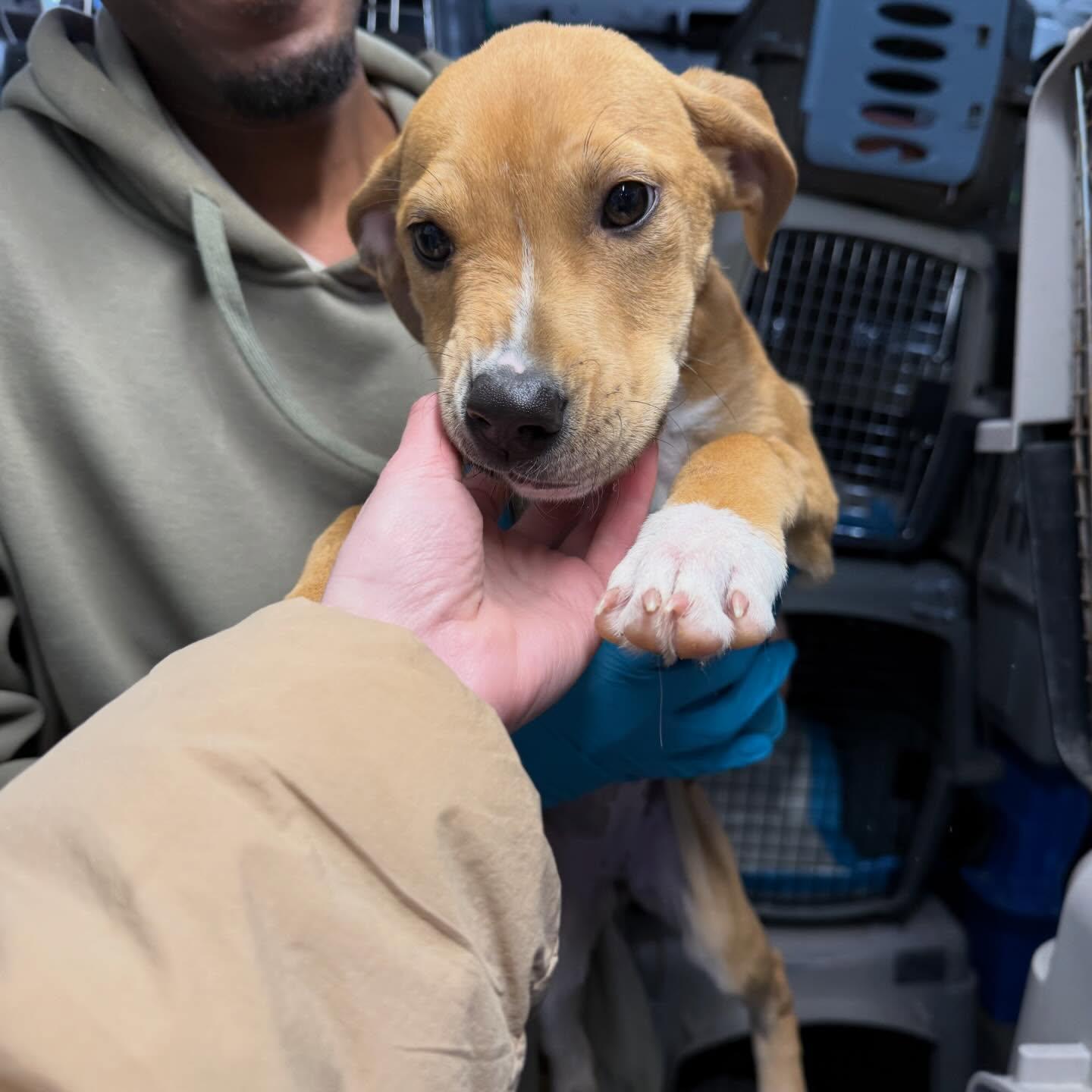 Enlarge Mocha, a ADOPTABLE Mixed Breed in St. Albans, VT image 2/2