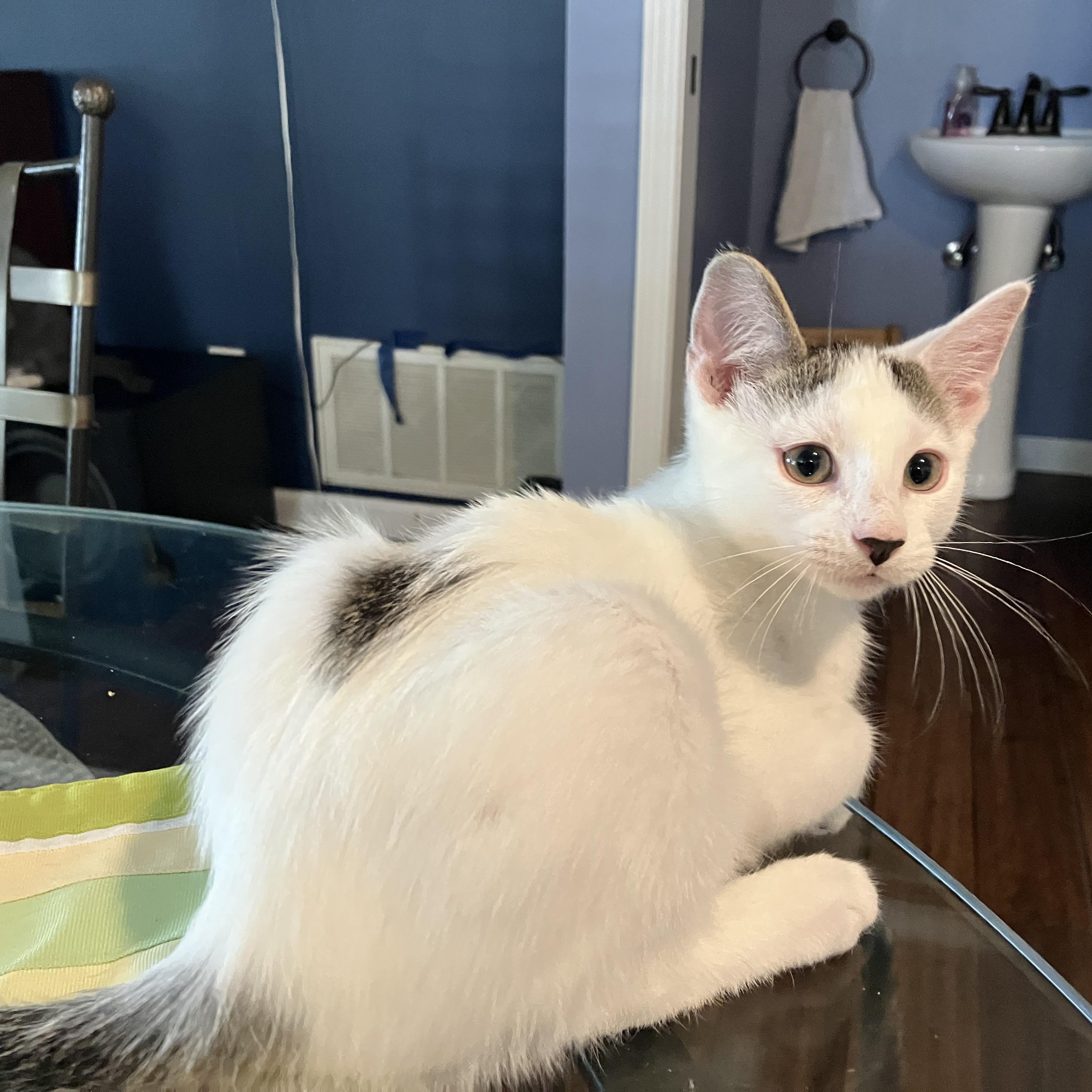Queso, an adopted Domestic Short Hair in Unionville, MO image 1/4