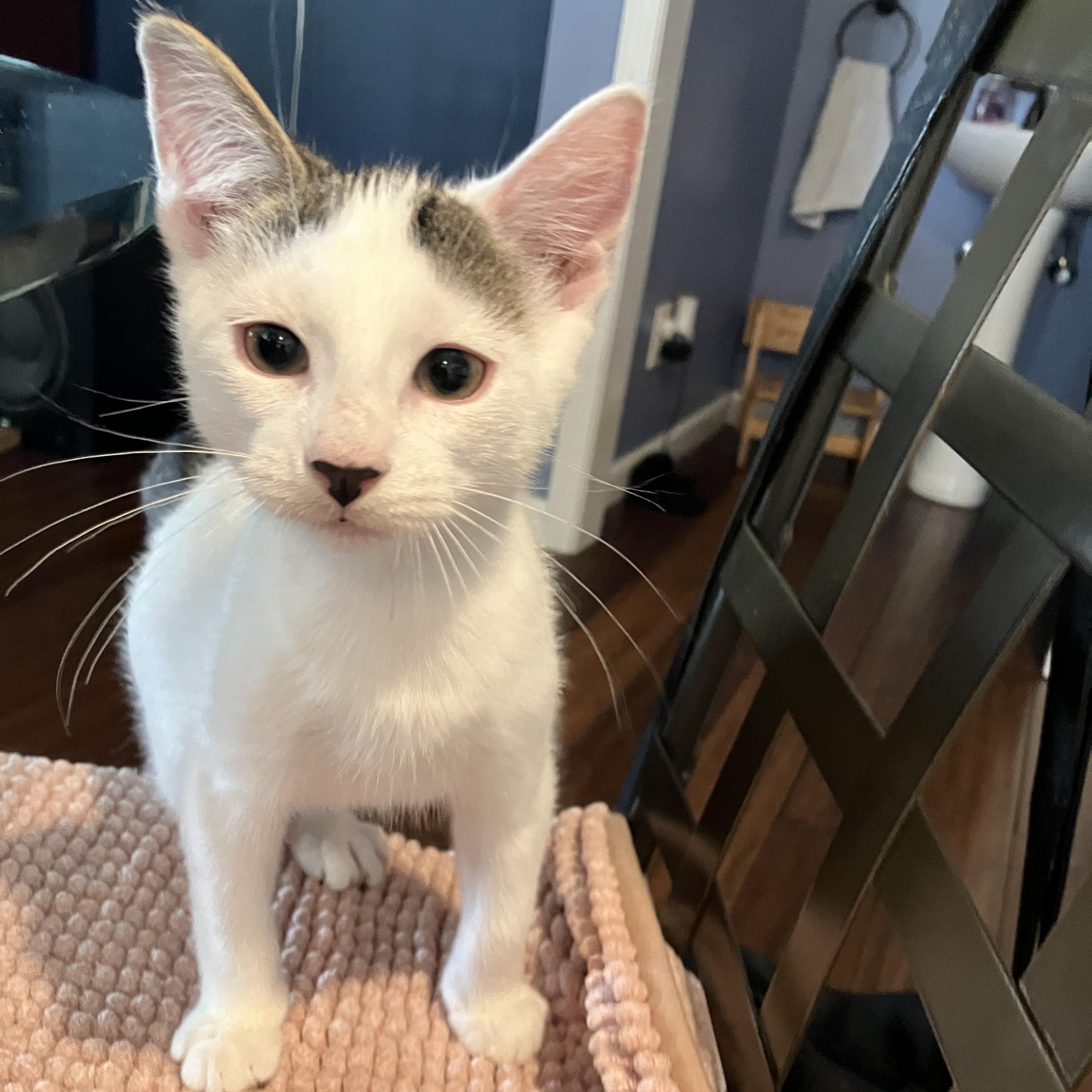 Queso, an adopted Domestic Short Hair in Unionville, MO image 2/4