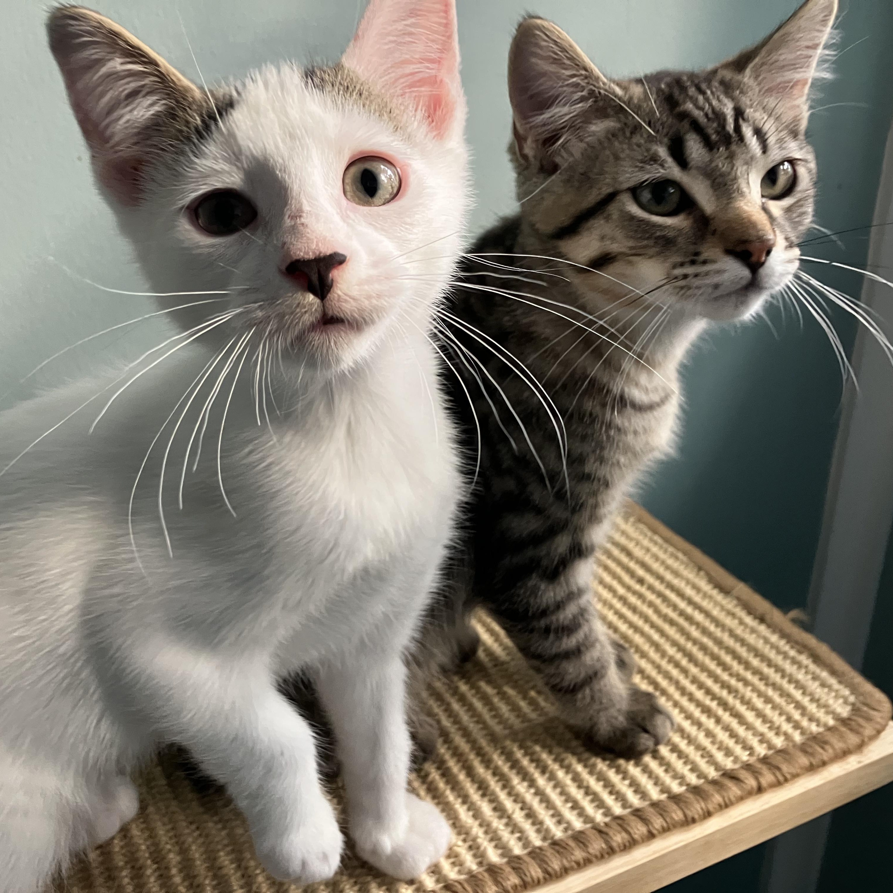 Queso, an adopted Domestic Short Hair in Unionville, MO image 3/4