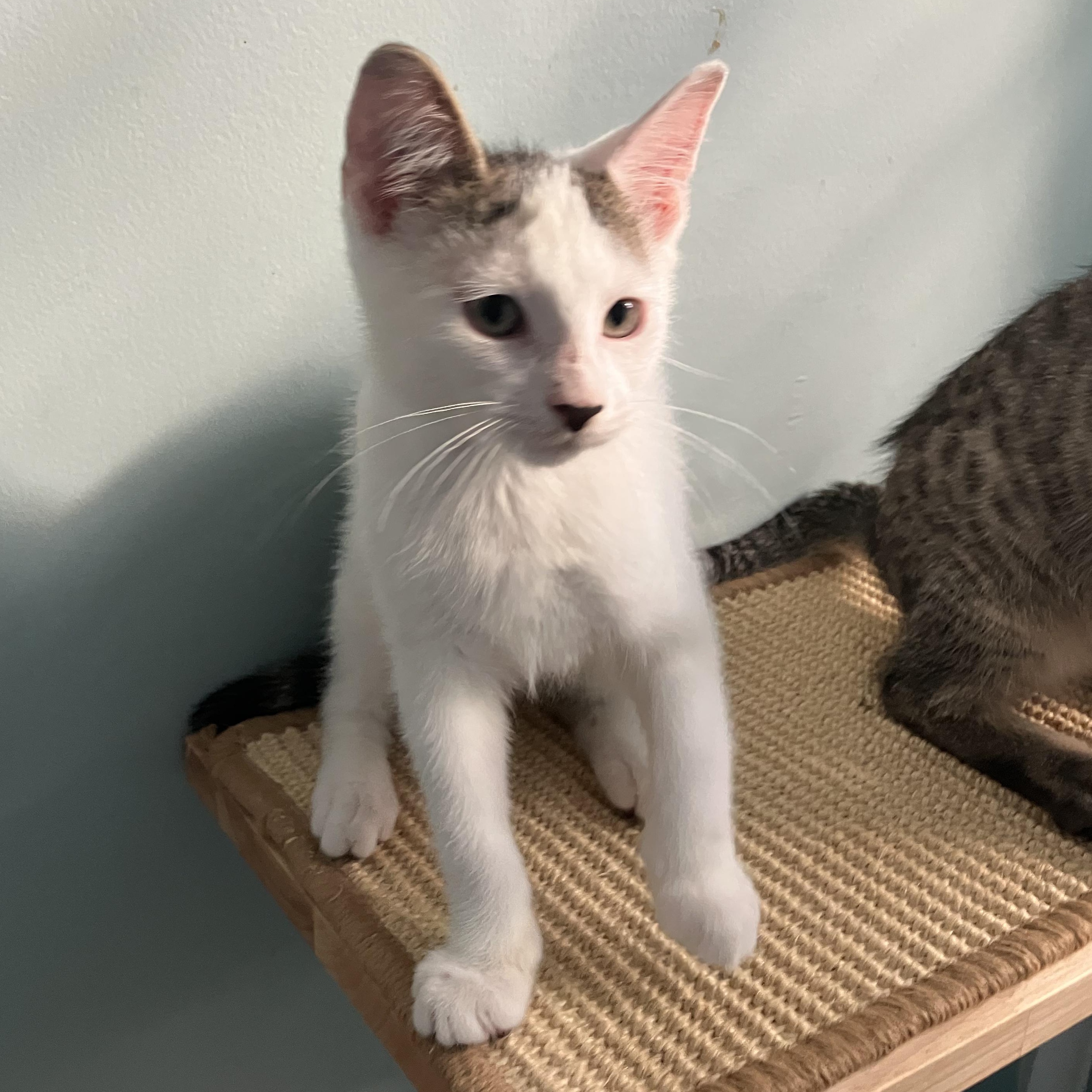 Queso, an adopted Domestic Short Hair in Unionville, MO image 4/4