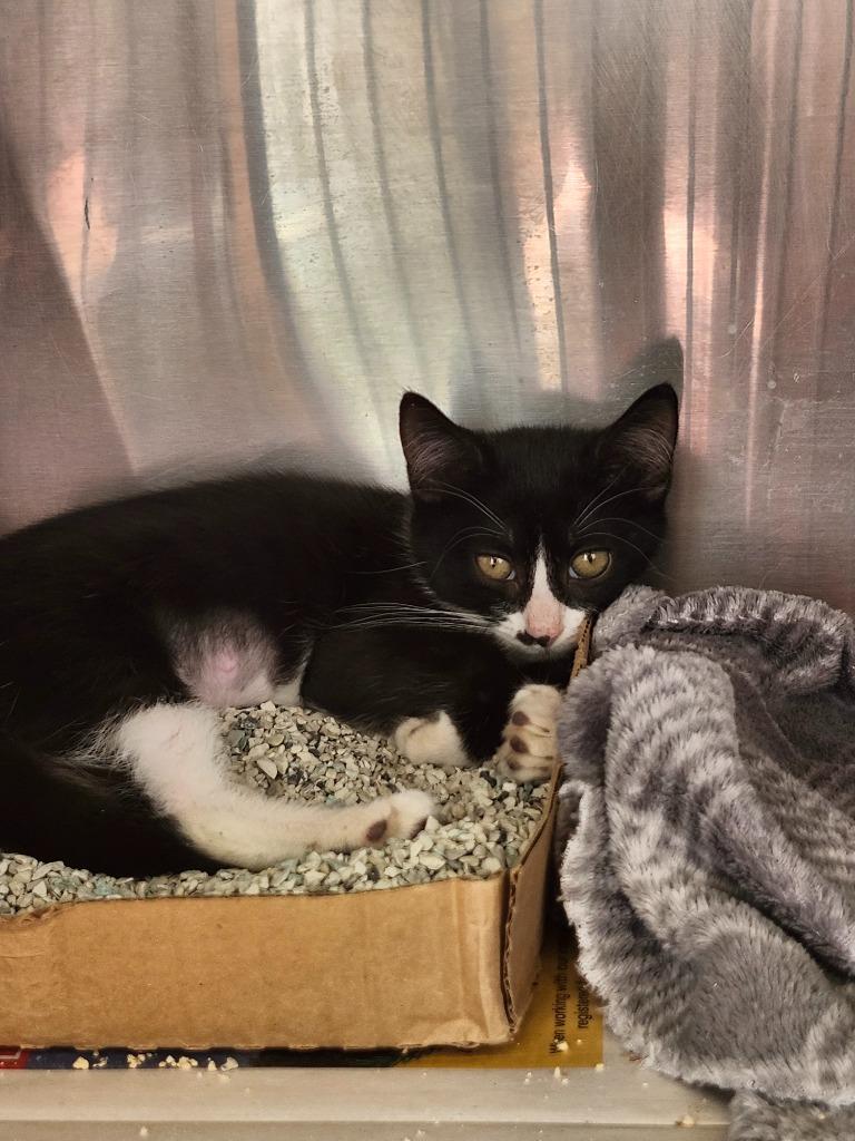 Enlarge Tucson, a Adoptable mixed breed in Sayreville, NJ image 3/3