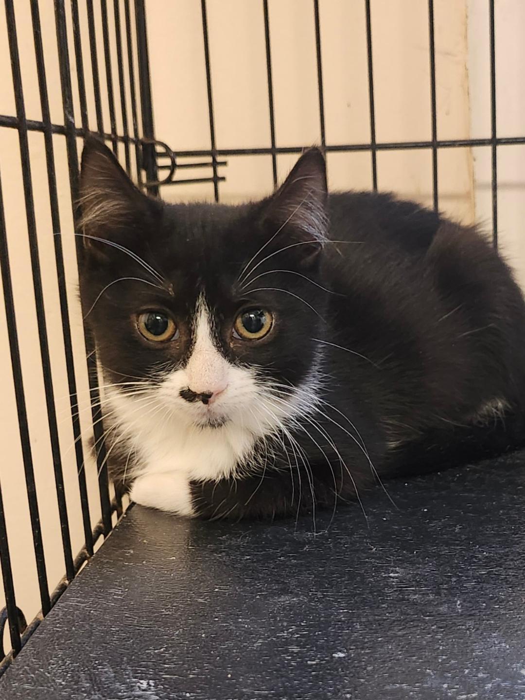 Enlarge Tucson, a Adoptable mixed breed in Sayreville, NJ image 1/3