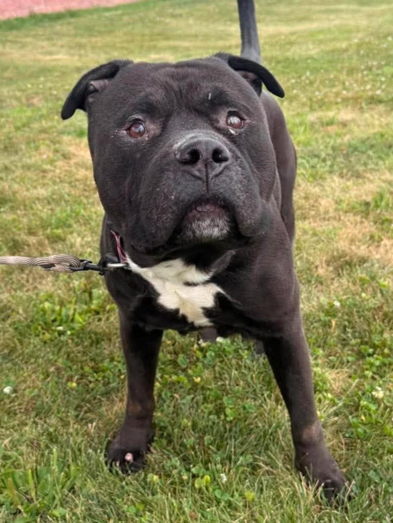 Rocky, Adoptable, Adult Male Pit Bull Terrier.