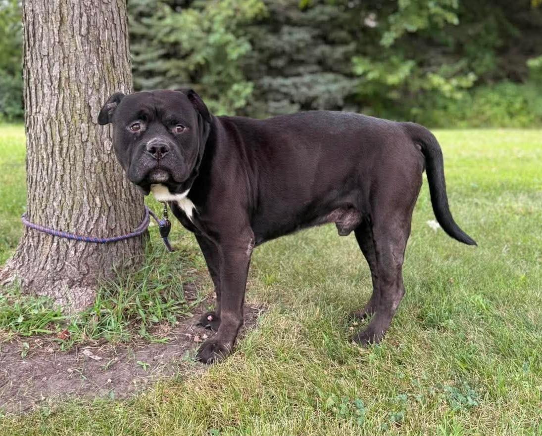 Enlarge Rocky, a Adoptable mixed breed in Maryville, MO image 2/4