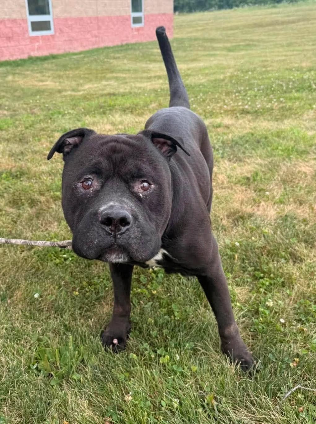 Enlarge Rocky, a Adoptable mixed breed in Maryville, MO image 3/4