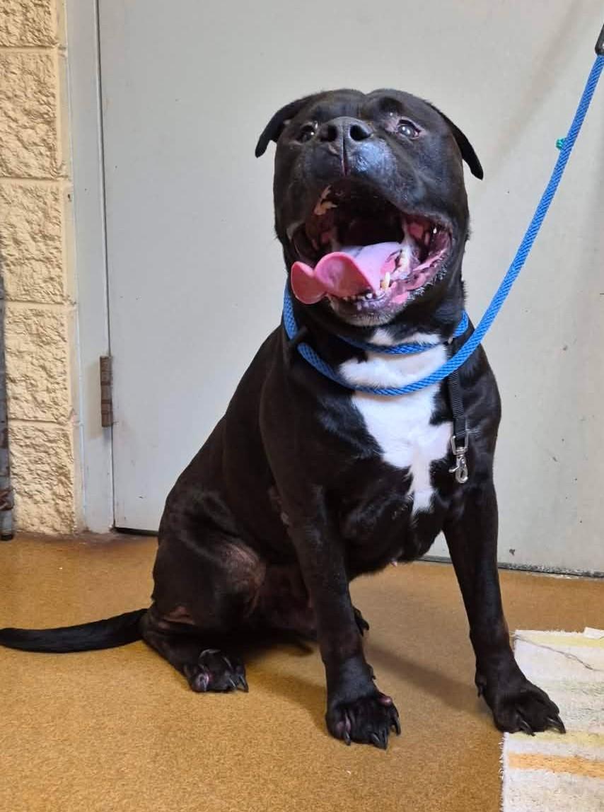 Enlarge Rocky, a Adoptable mixed breed in Maryville, MO image 4/4