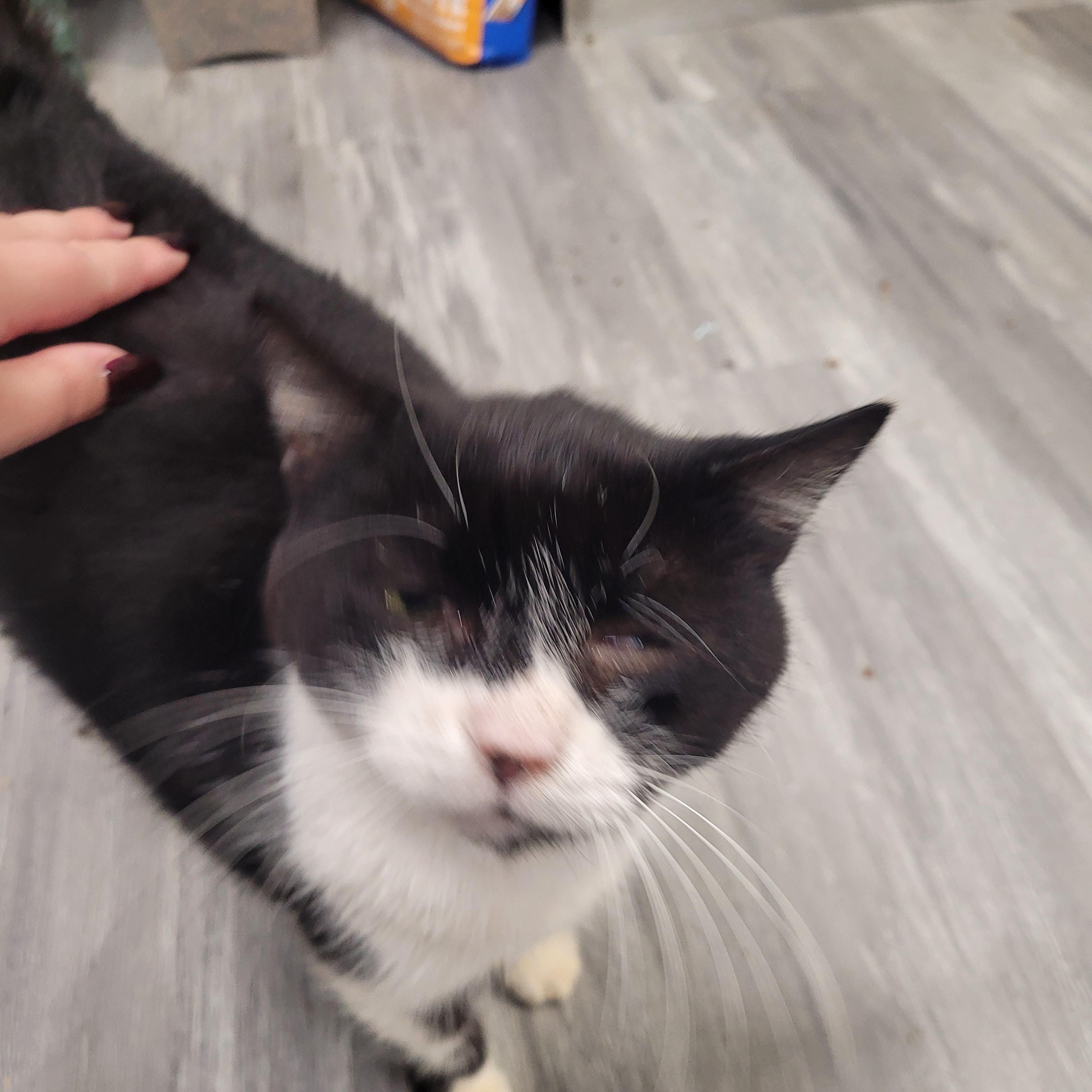 Gertrude, a Adoptable Domestic Short Hair in Norfolk, VA image 1/6