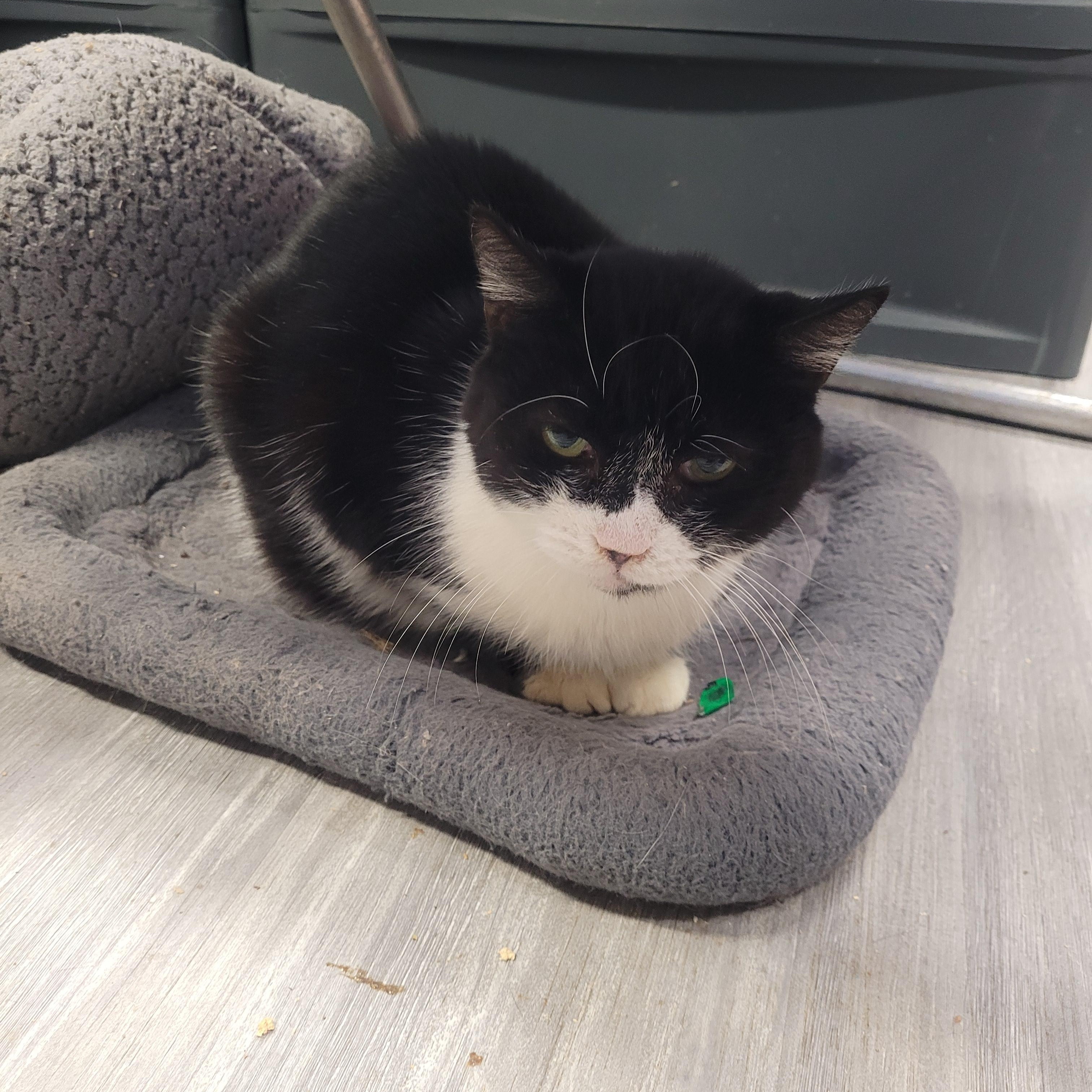 Gertrude, a Adoptable Domestic Short Hair in Norfolk, VA image 3/6