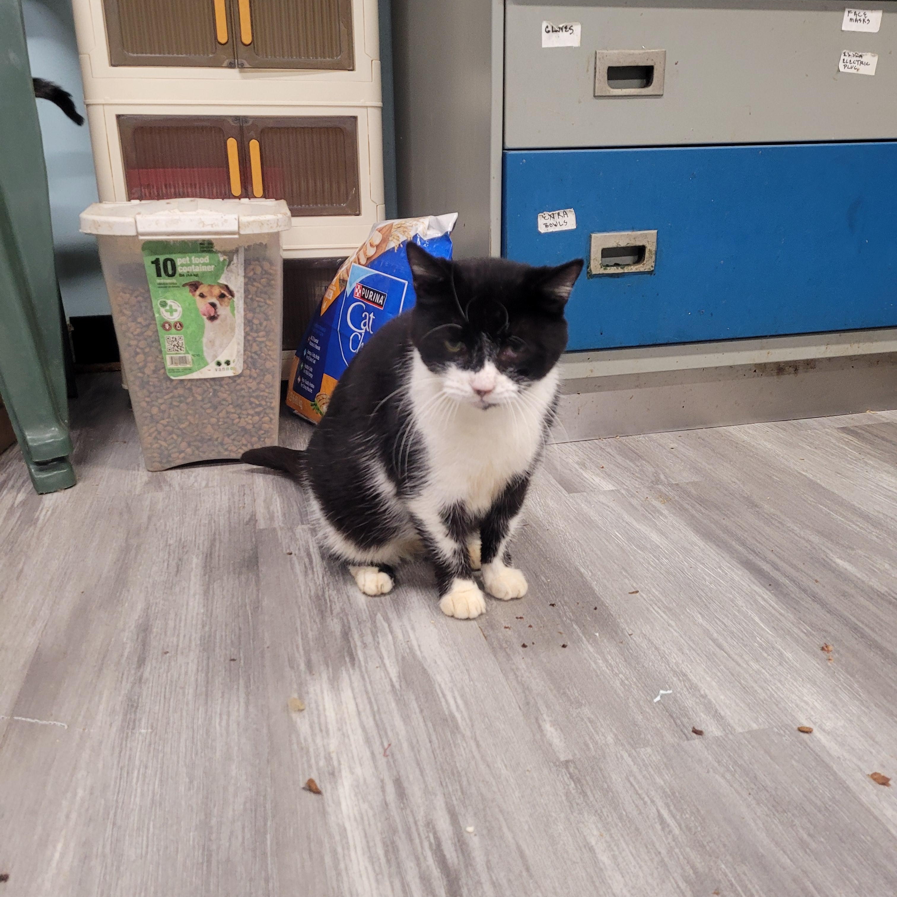 Gertrude, a Adoptable Domestic Short Hair in Norfolk, VA image 4/6