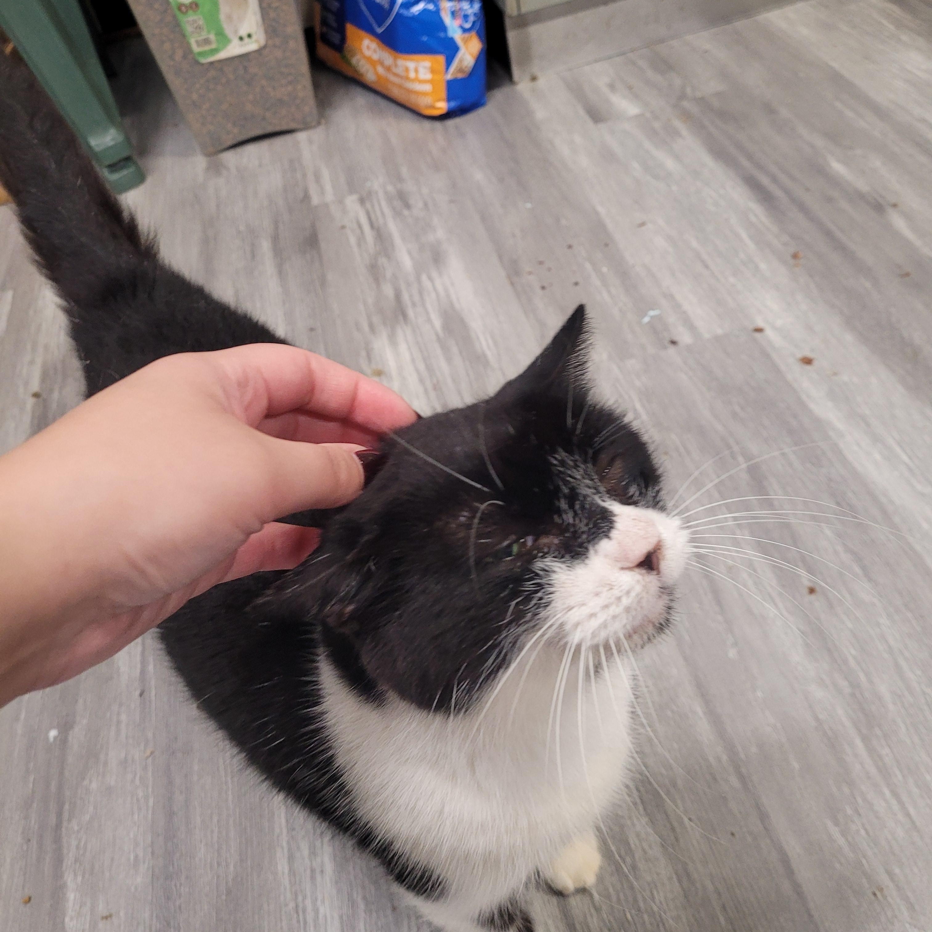 Gertrude, a Adoptable Domestic Short Hair in Norfolk, VA image 5/6