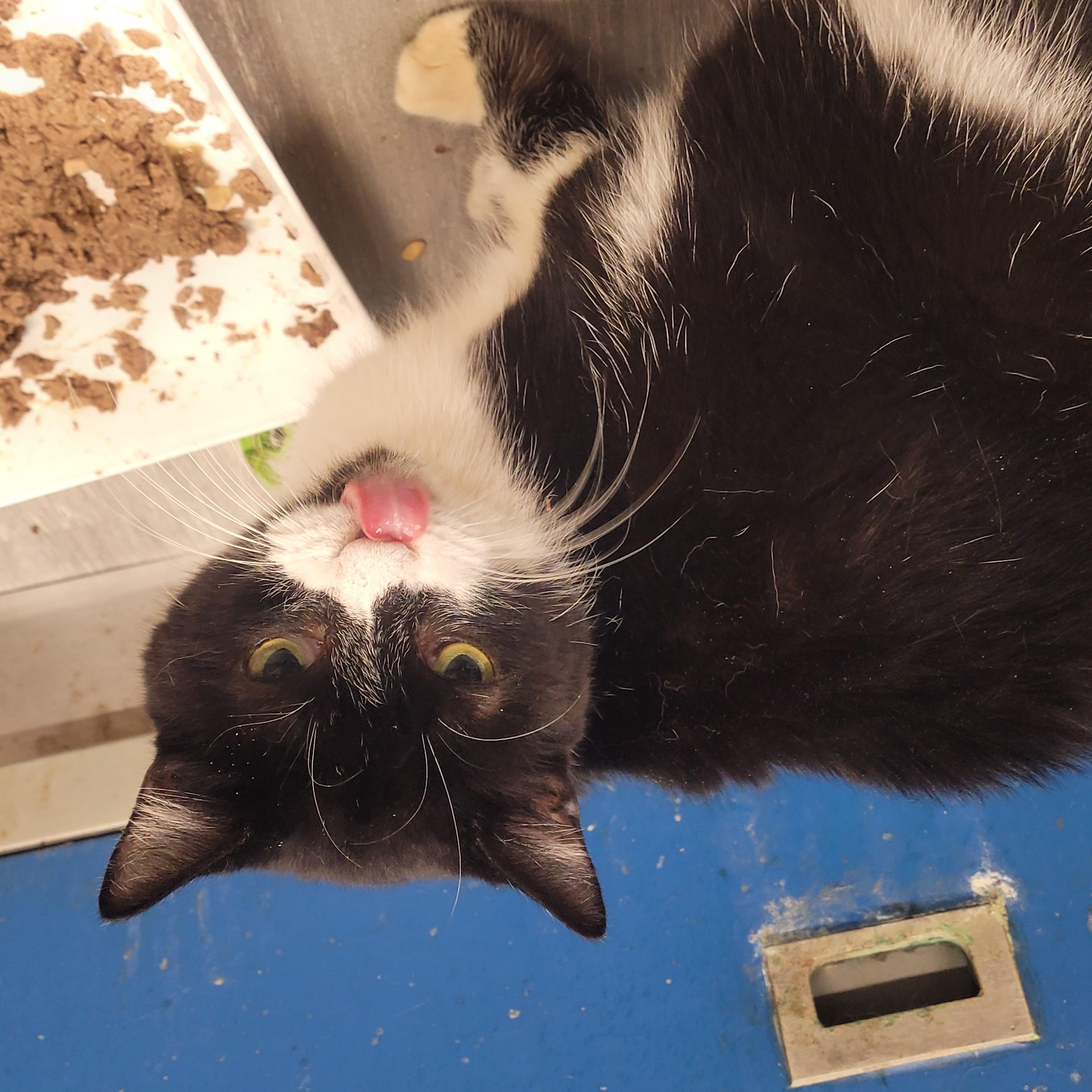 Gertrude, a Adoptable Domestic Short Hair in Norfolk, VA image 6/6