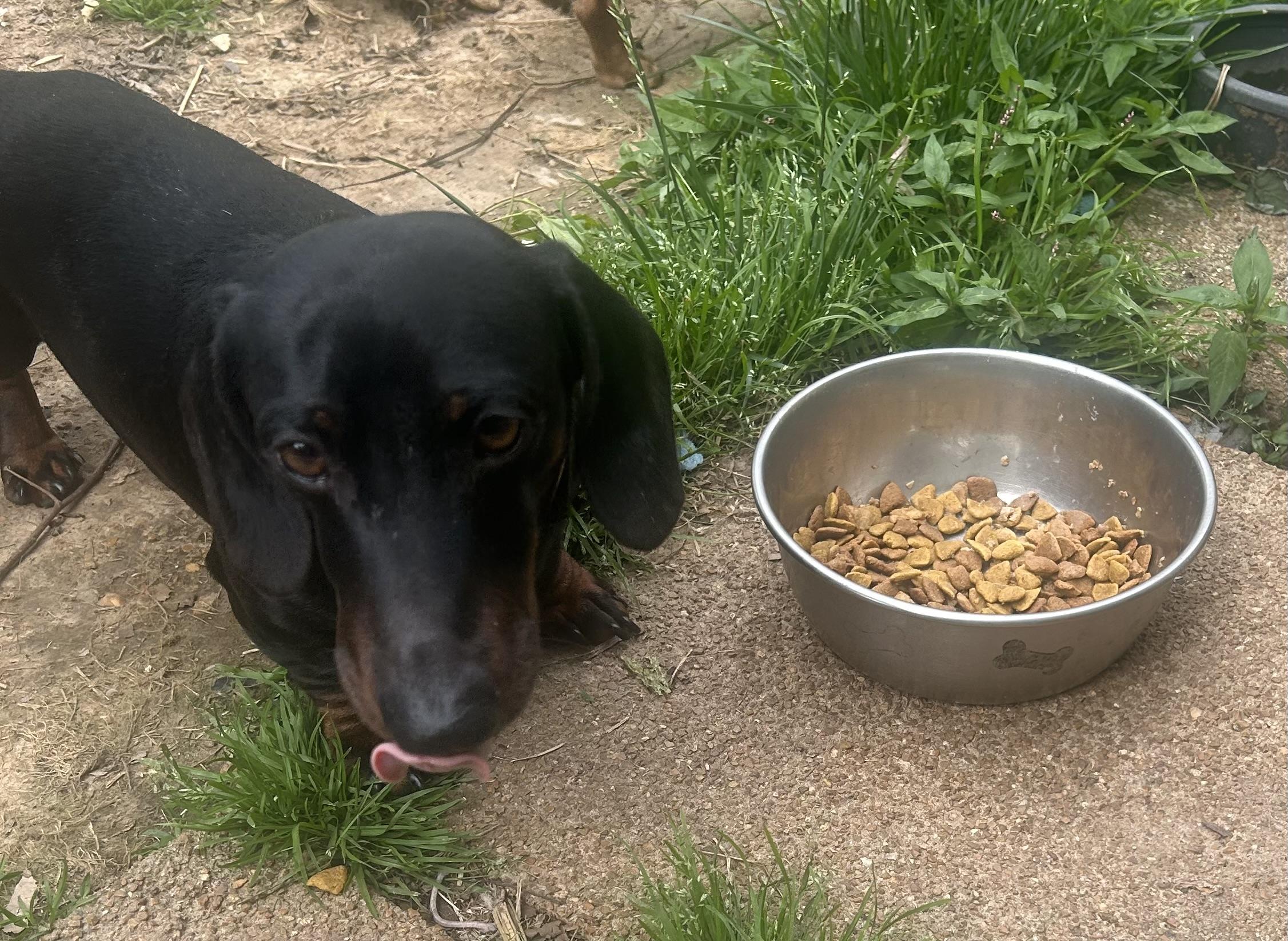 FINN, Adoptable, Adult Male Dachshund.