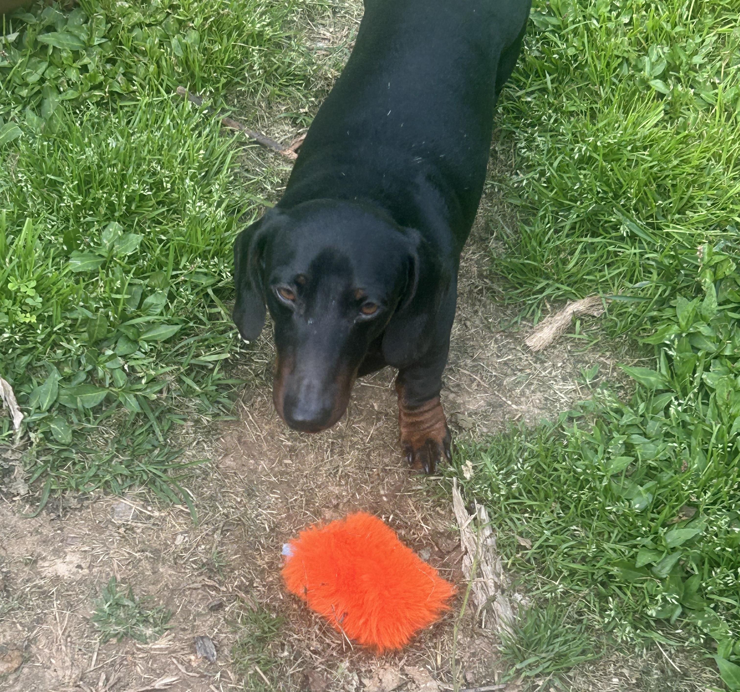 Enlarge FINN, a Adoptable Dachshund in Richmond, KY image 2/2