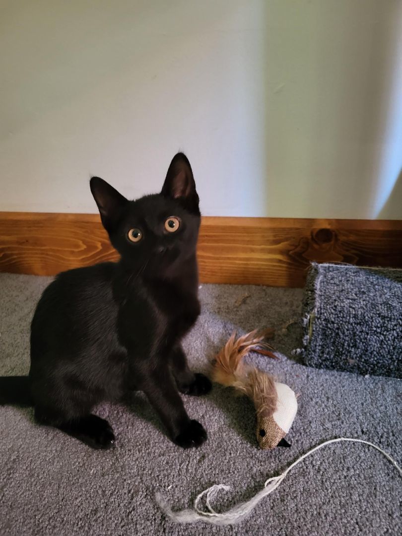 Diopside, Adopted, Kitten Male Burmese.