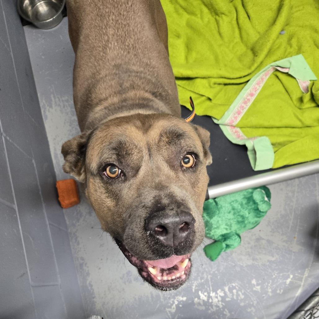 Enlarge Frankie, a Adoptable Cane Corso in Tawas City, MI image 1/1