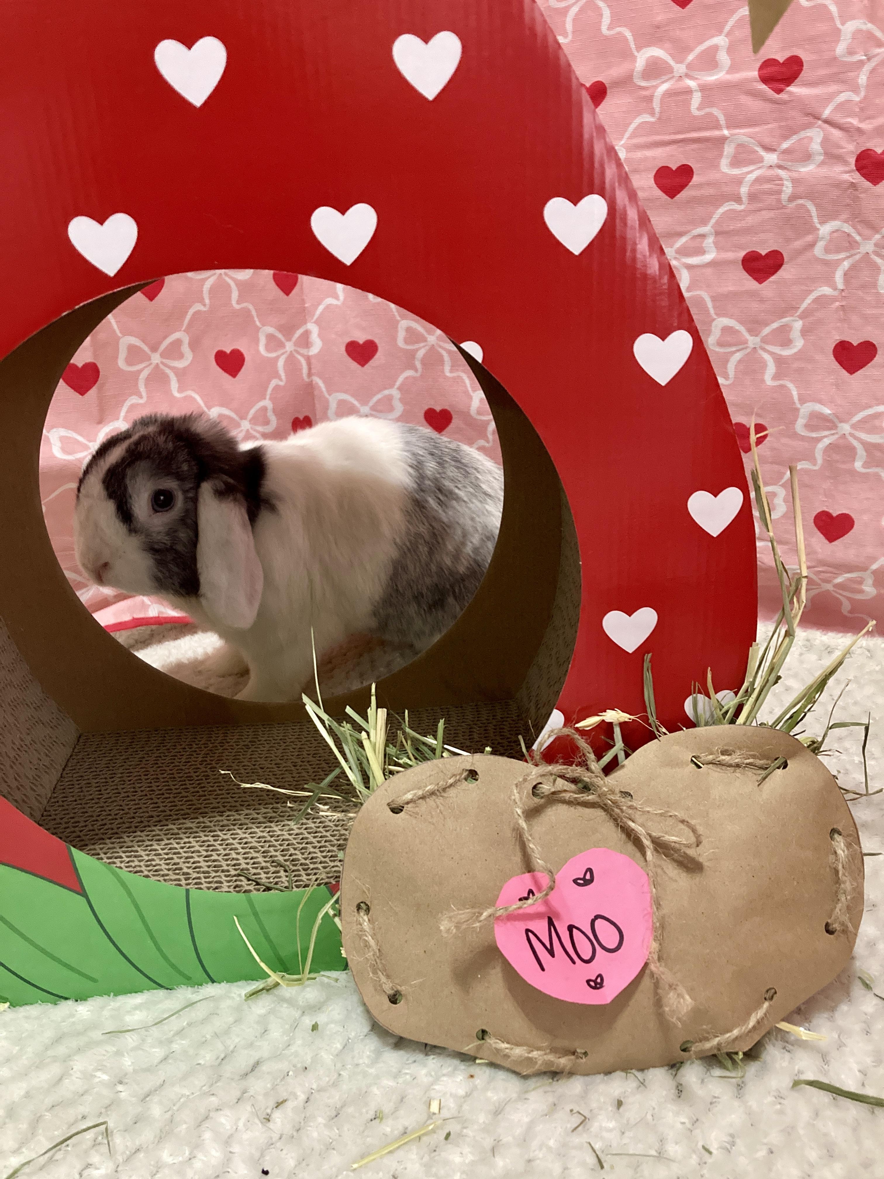 Enlarge Moo, an adoptable Lop Eared in Little Rock, AR image 3/6